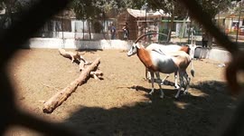 Male Horned Oryx Follows His Female Tail