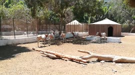 Herd Of Horned Oryx Enjoys Summer In Zoo