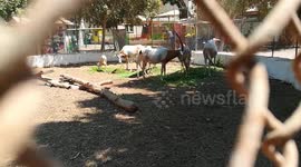 African White Horned Oryx Favorite Food ' Green Grass '