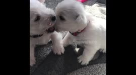 Two puppies playing together