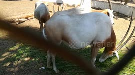 Adorable Pregnant Mother Horned Oryx