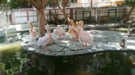 Group Meeting Pink Pelican Family