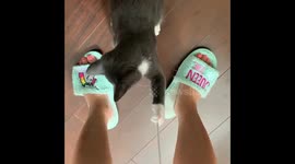 Cute cat playing with owner's feets