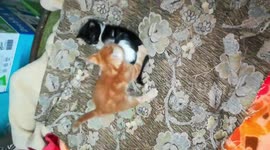 Kitties have fun on bed