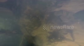 4 more rifles found while snorkeling under a bridge in the river