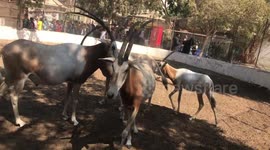 Baby Scimitar-horned Oryx want to breastfeed from her mother
