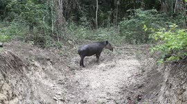 Rare Baird's tapir sighting in Mayan Biosphere Reserve in Guatemala