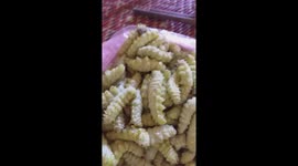 Moment man in Vietnam bites down on some wriggly silkworms as delicacy