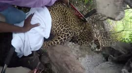 Leopard trapped in barbed wire rescued after marathon operation in west India