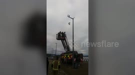 Seagull caught in fishing wire on lamppost rescued by firefighters in Scotland