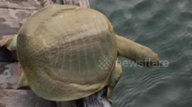 Man releases Chinese softshell turtle back into wild after spending £600 to buy it from market