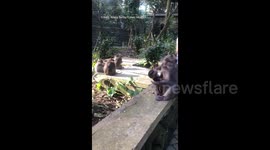 Cheeky Monkey Cannot Escape Its Mother