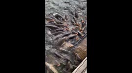 Hundreds of fish rise to water's surface with mouths wide open waiting to be fed