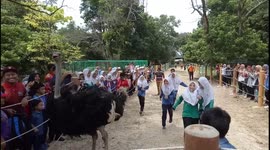 Group of schoolkids race against 'superstar' ostrich in Malaysia