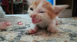 cute kitty tries chicken bones