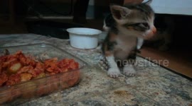 Baby Kitty missed up her mouth after her lunch