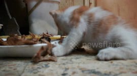 baby kitties tries fish for lunch