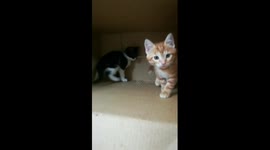 Kitty rest after big fight with brother