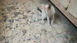 Poor Rat Won't Survive Kitty