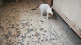 Kitty Enjoys Night Rat Adventure