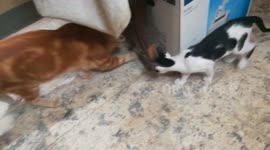 Father Cat Catches Rat Before His Kitty