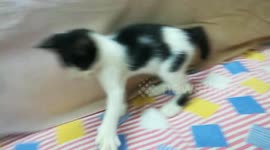 Kitty Run After Camera