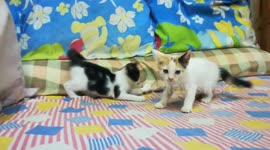 Twins Kitties WWE Match Start