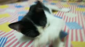Cute Male kitty On Bed