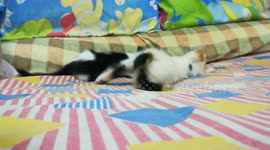 Baby Kitties Fight On Bed