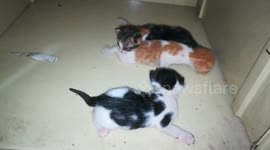 Little Triplets Cats Baby Born week ago