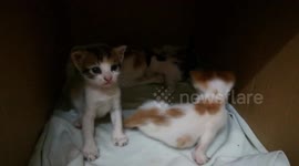 Four Twins Baby Cats Home Play
