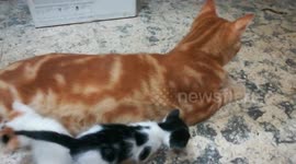 Kitties Mistake Father For Mother Breast Feeding