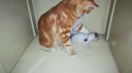 Dady Cat Night baby Play