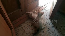 Two Kitties Play WWE Game Live On Ground