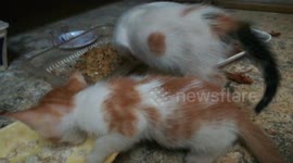 Twins Kitties Eat Their Breakfast