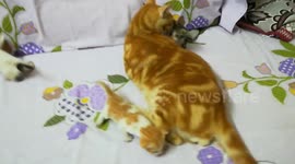 Father Cat Take Care Of Babies
