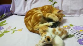 Father Cat Play And Shower His Babies