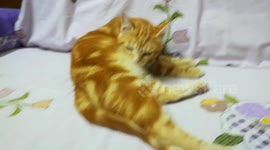Father Cat Bath After Baby Shower