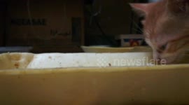 Baby Cat Adore Milk With Bread Food