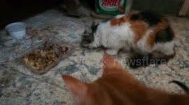 Mother Calls Out Kitties For Clean Out