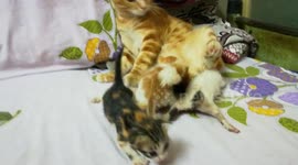 Father Cleans Out Kitties
