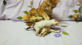Cute Kitties Mew Mew For Father Attention