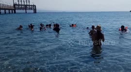 Beach visitors get a surprise when dolphins swim up to play