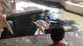 A child is afraid of Great Pink Pelican