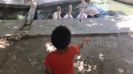 Boy feeding Great Pink Pelican