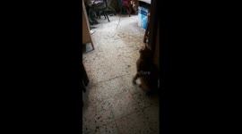 cat entertain himself with robe at night