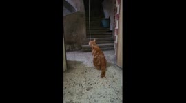 funny cat playing with hanged robe