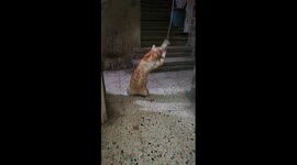 Male Cat Self Robe Play