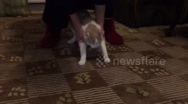 Hilarious and funny cat trying to fly