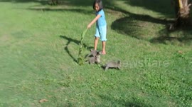 Adorable otter pups playing with hooman sister